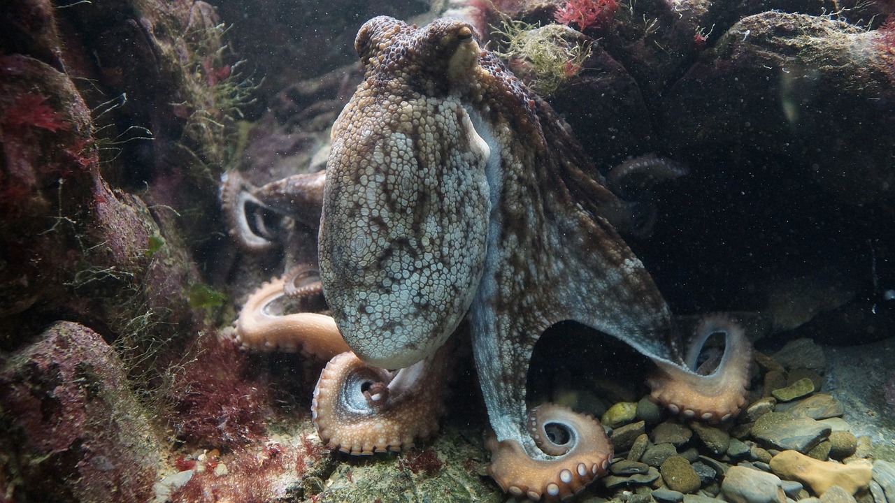 八爪魚最新動態(tài)揭秘，海洋世界的神秘生物探索之旅